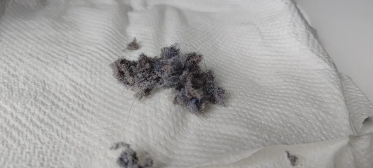 Clumps of dust removed during Dell XPS internal cleaning
