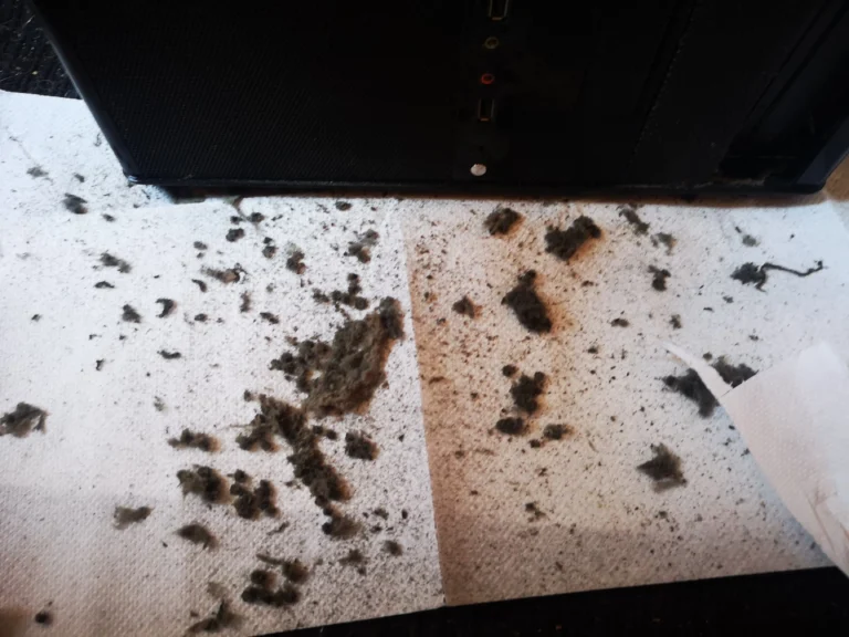 Clumps of dust removed from a desktop rear exhaust fan