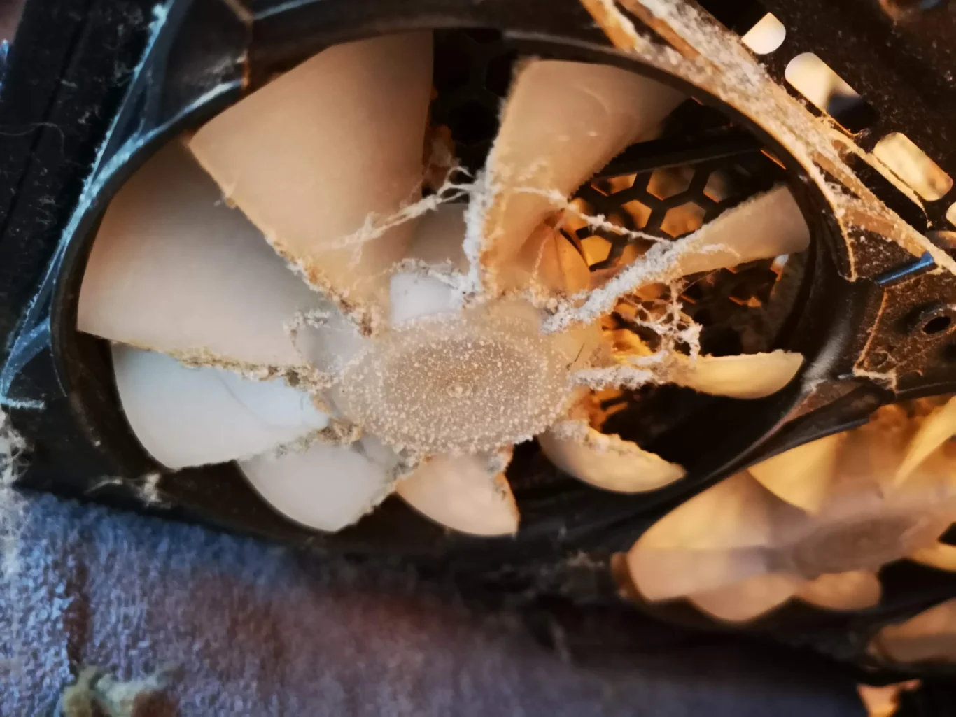 Close-up of fibrous dust tangled around a graphics card fan hub and blades